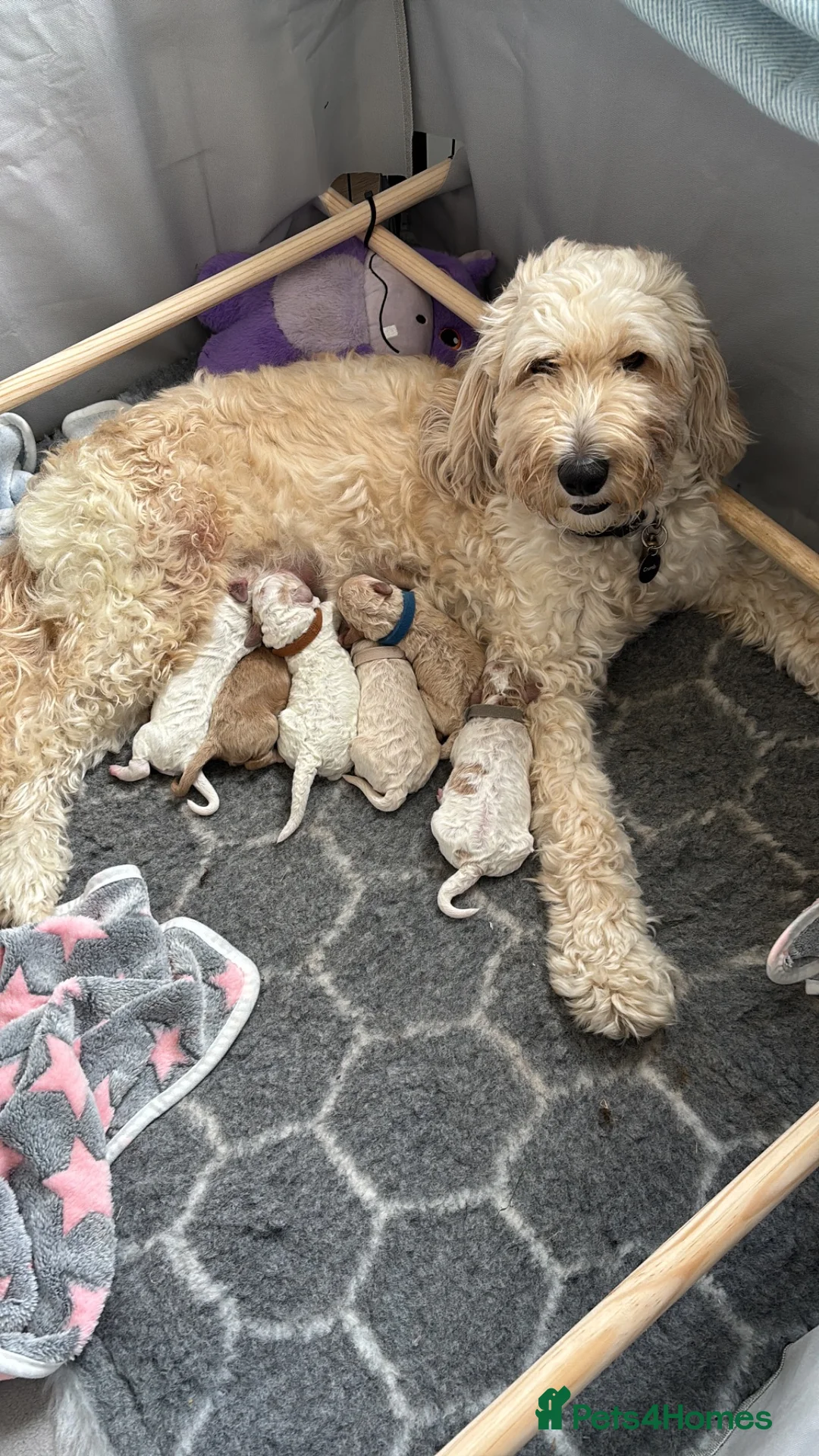 Mini Goldendoodle dogs for sale: Mini Goldendoodle  - Advert 8