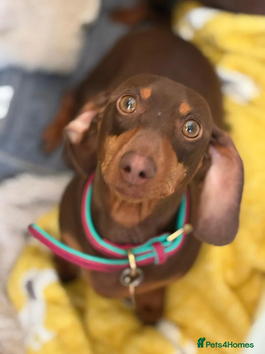 Miniature Dachshund dogs for sale: Royal KC Miniature Dachshunds   - Advert 5