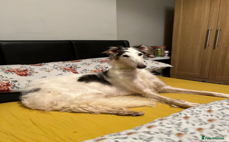 Borzoi dogs - Advert 1