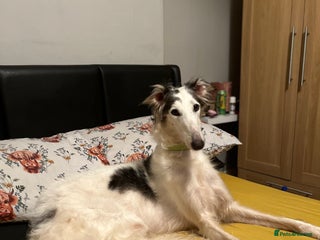 Borzoi dogs - Advert 3