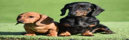 Miniature Dachshund dogs for stud: Kc reg IVDD screened pra clear mini smooth  in Newton Abbot - Advert 27