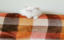Persian cats for sale: Pedigree exotic long haired  kittens - Image 10