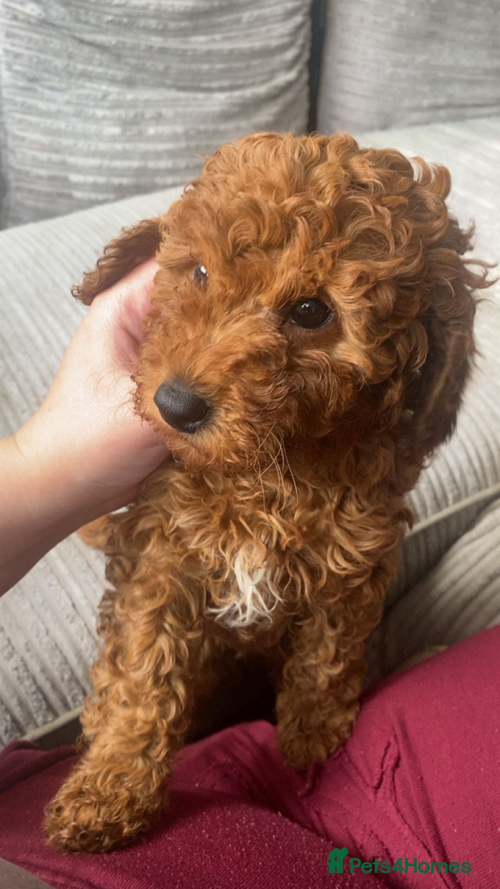 Cavapoo dogs Beautiful fox red cavapoo puppys - Advert 16