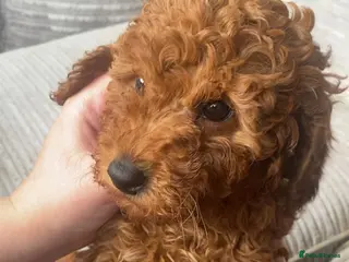 Cavapoo dogs Beautiful fox red cavapoo puppys - Advert 16