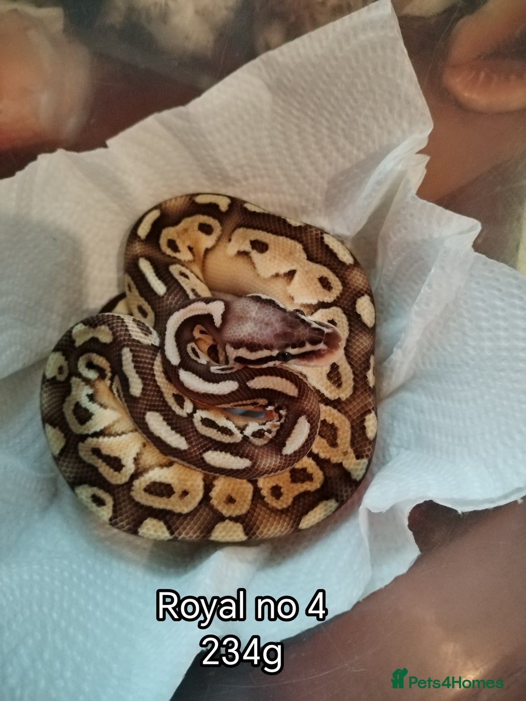 Python Snake reptiles for sale: Royal python juveniles  - Image 5