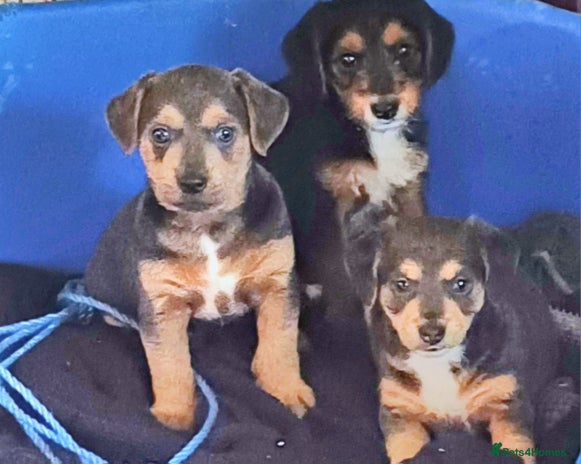 Jackapoo Dogs Breed - Information, Temperament, Size & Price | Pets4Homes