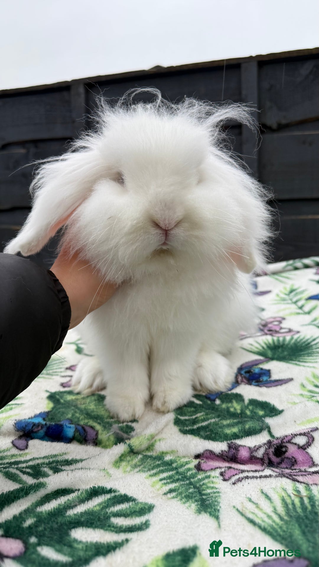Mini Lion Lop rabbits for sale: Super Sweet, Beautiful Blue Eyed White Boy - Advert 4