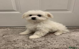Maltipoo dogs for sale: 🐾Maltipoo puppy’s 🐾  - Image 4
