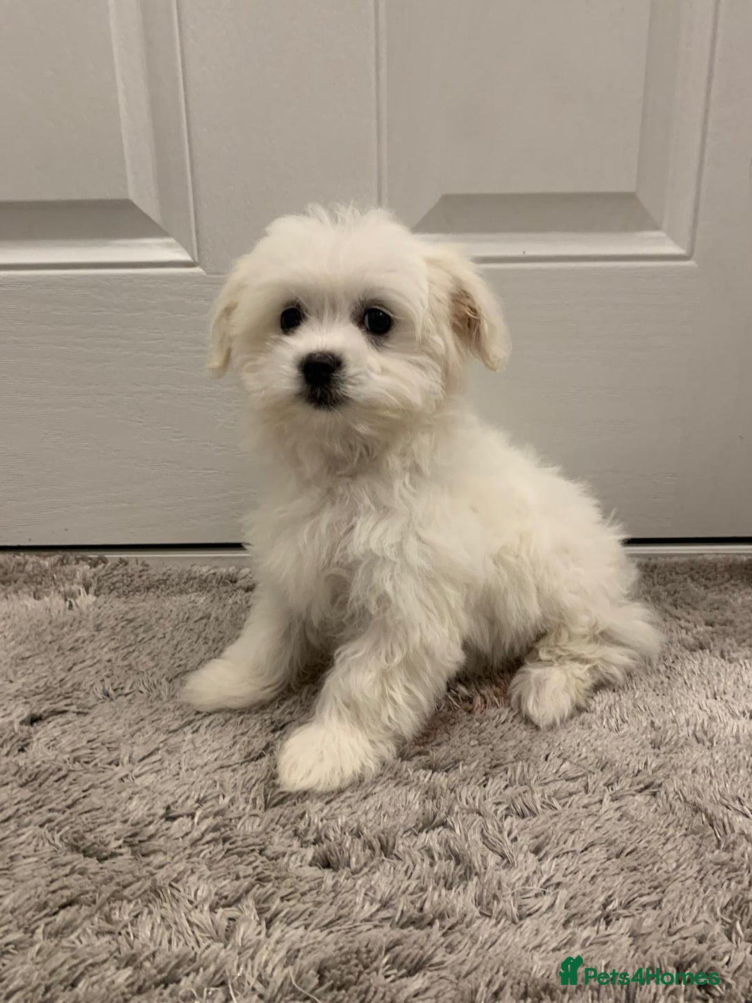 Maltipoo dogs for sale: 🐾Maltipoo puppy’s 🐾  - Image 4