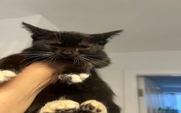 British Shorthair cats for sale: British short hair mixed kittens  - Image 7
