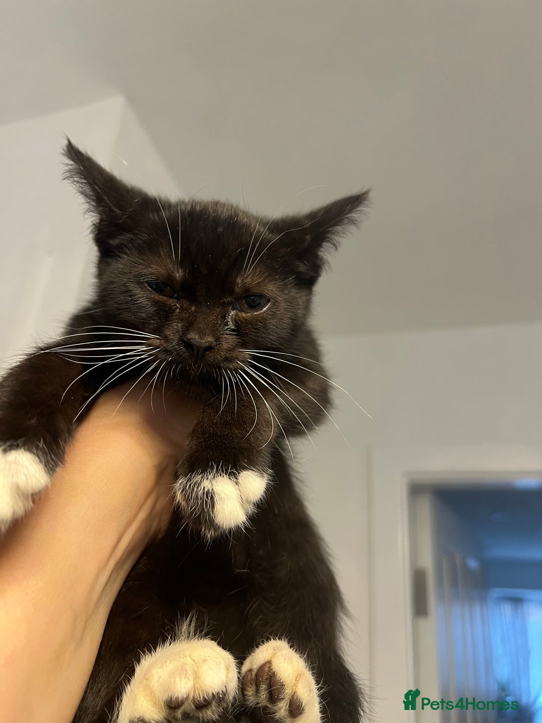 British Shorthair cats for sale: British short hair mixed kittens  - Image 7