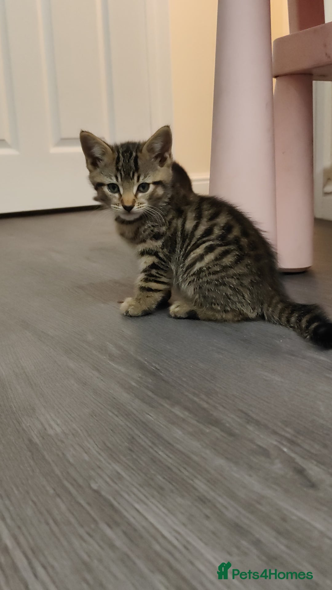 British Shorthair cats for sale: 12 weeks old - Image 7