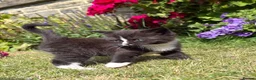 Exotic cats for sale: Exotic cross kitten  - Advert 5