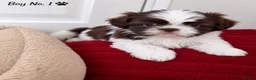Shih Tzu dogs for sale: Shih Tzu puppies ready to leave:29/06 - Advert 30