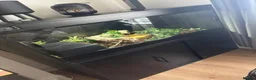 Python Snake reptiles for sale: Royal python  - Advert 5