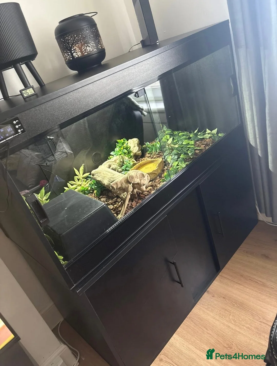 Python Snake reptiles for sale: Royal python  - Advert 5