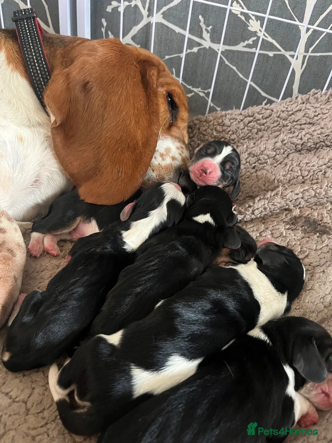 Basset Hound dogs for sale: Beautiful KC registered basset hounds - Advert 33