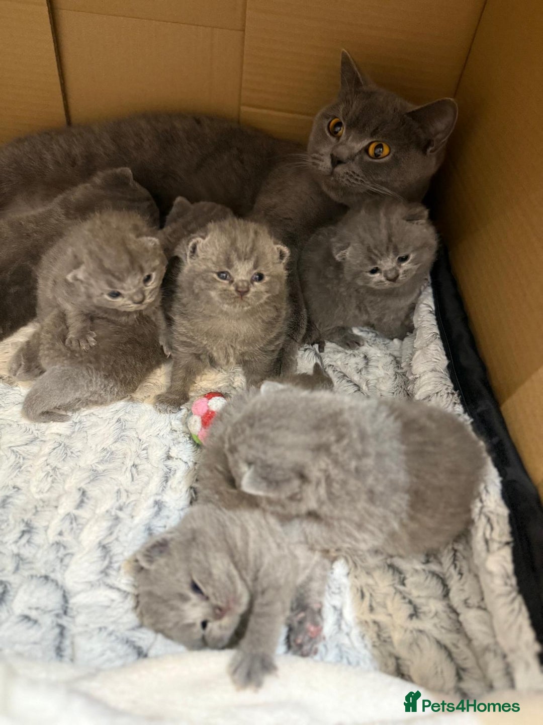 British Shorthair cats for sale: Chunky British shorthair kitten Champion Bloodline - Image 4
