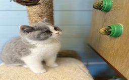 British Shorthair cats for sale: TICA registered Bluebio colour kitten - Image 4