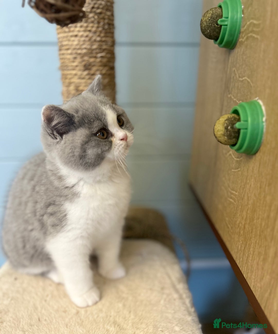 British Shorthair cats for sale: TICA registered Bluebio colour kitten - Image 4