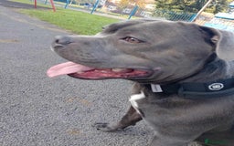 Staffordshire Bull Terrier dogs for stud: KC REGISTERED BLUE STAFFORDSHIRE TERRIER  in Burton-on-Trent - Image 5