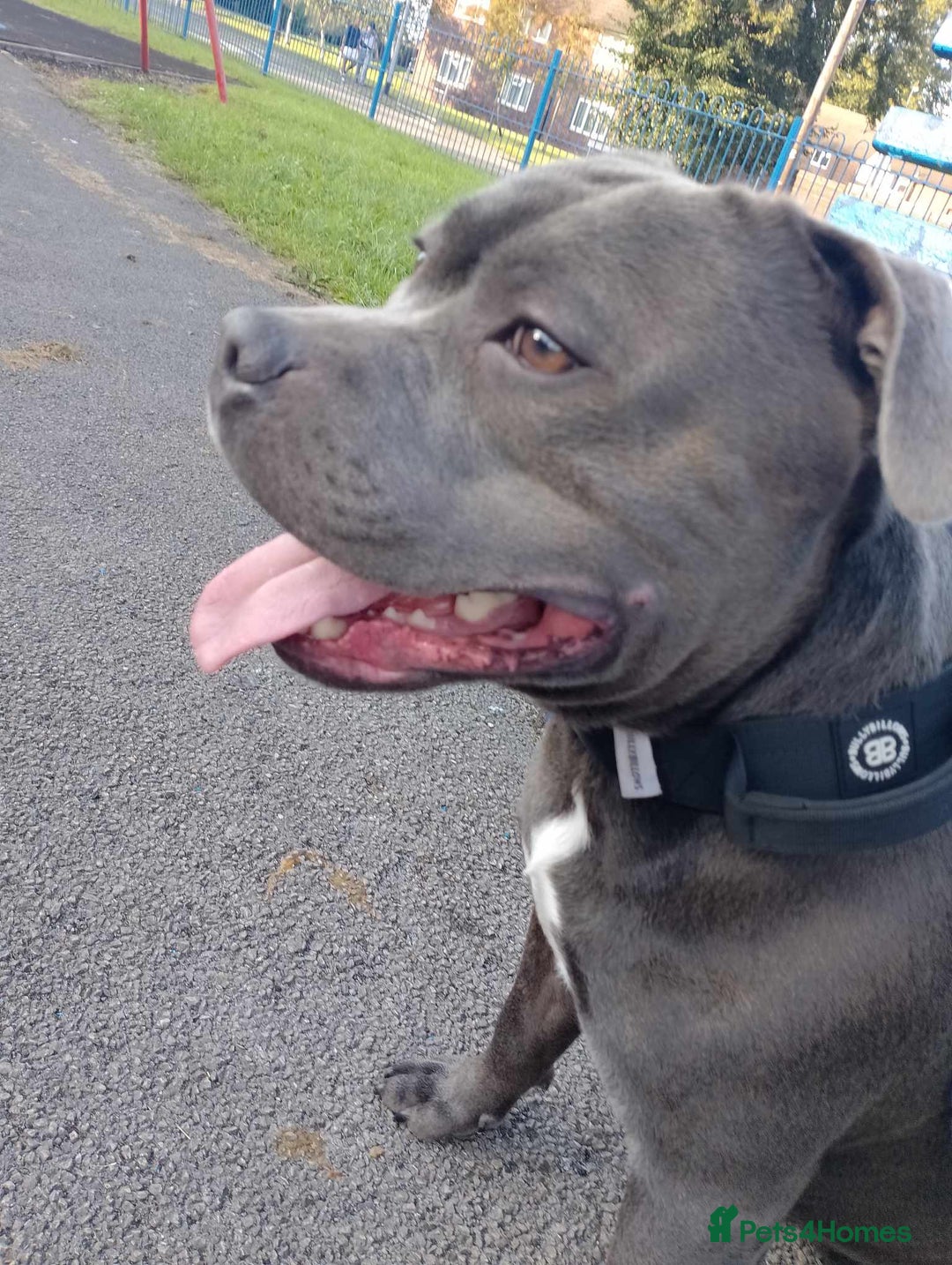 Staffordshire Bull Terrier dogs for stud: KC REGISTERED BLUE STAFFORDSHIRE TERRIER  in Burton-on-Trent - Image 5
