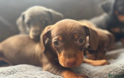 Mixed Breed dogs for sale: Outstanding family pets  - Image 4
