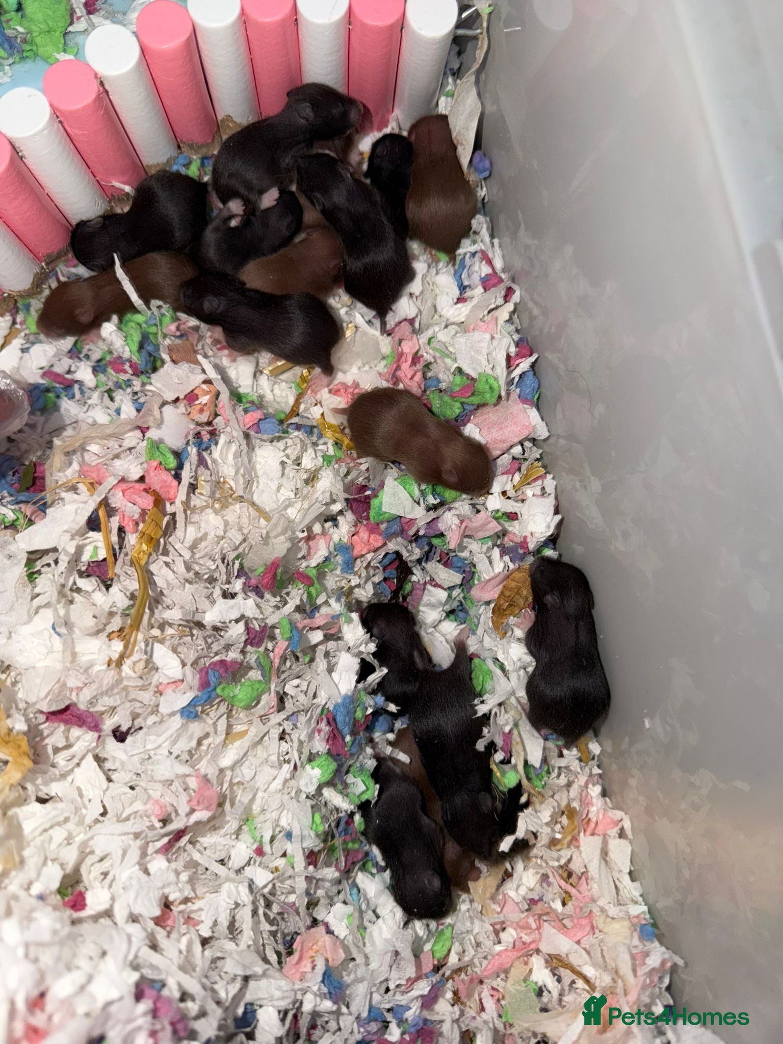 Hamster rodents Syrian Hamster Pups  - Advert 10