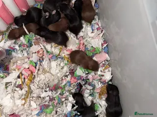 Hamster rodents Syrian Hamster Pups - Advert 10