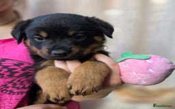 Rottweiler dogs for sale: Rottweiler puppies  - Image 18