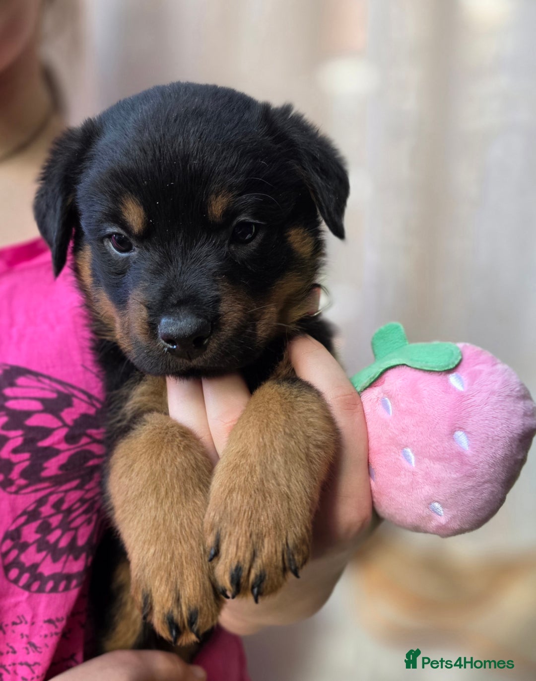 Rottweiler dogs for sale: Rottweiler puppies  - Image 18