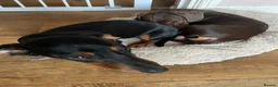 Miniature Dachshund dogs for sale: Chester & Bean - bonded pair  in Stroud - Advert 1