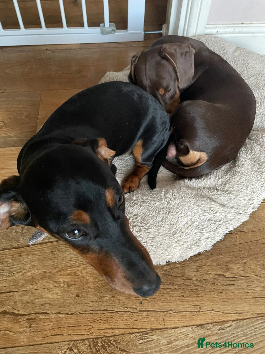 Miniature Dachshund dogs for sale: Chester & Bean - bonded pair  in Stroud - Advert 1