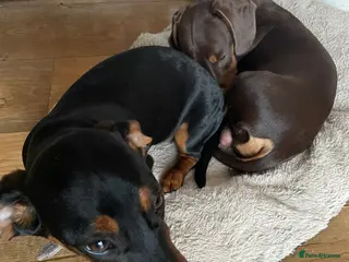 Miniature Dachshund dogs Chester & Bean - bonded pair - Advert 4