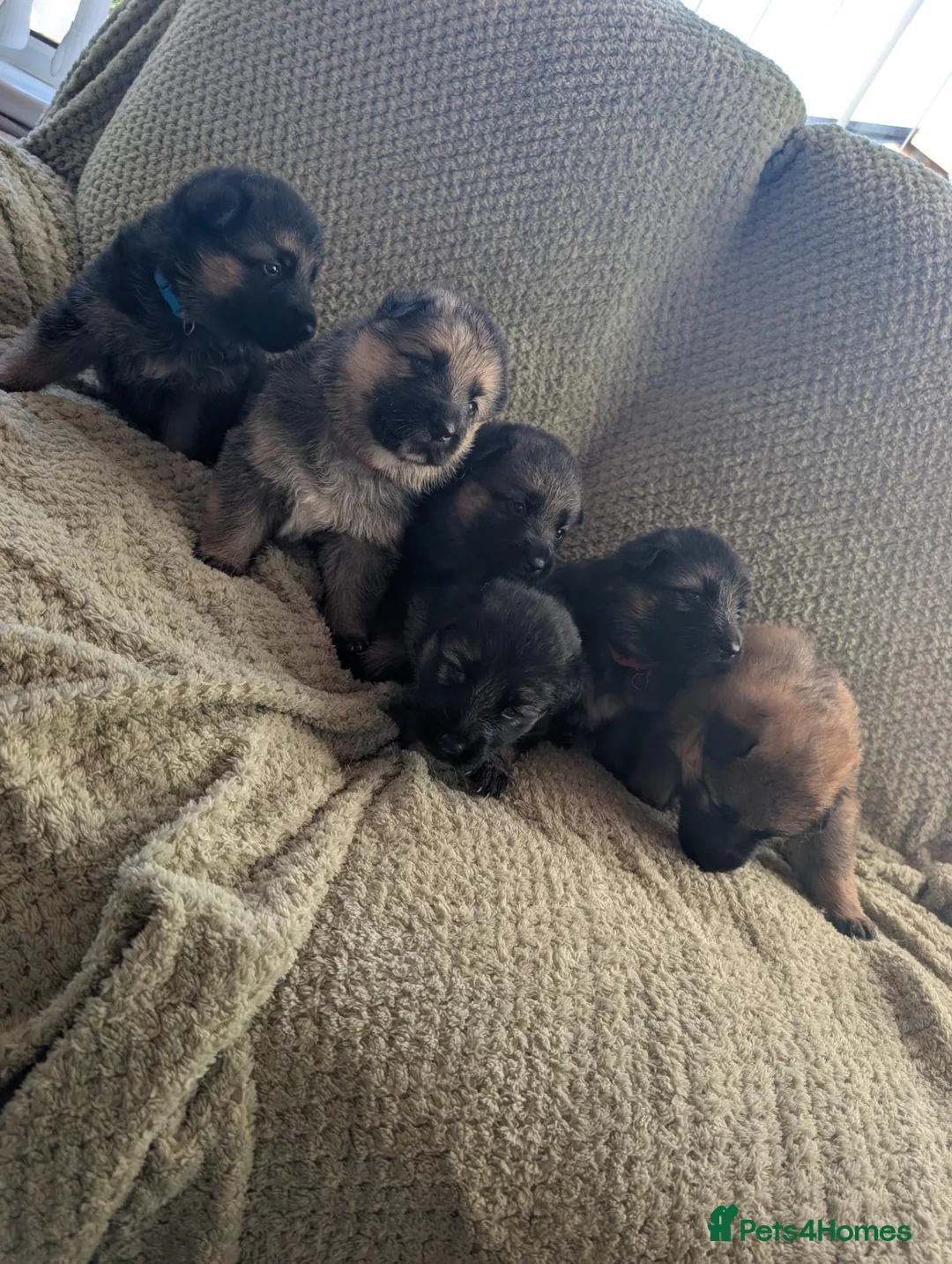 German Shepherd dogs for sale: German Shepherd puppies  - Advert 9