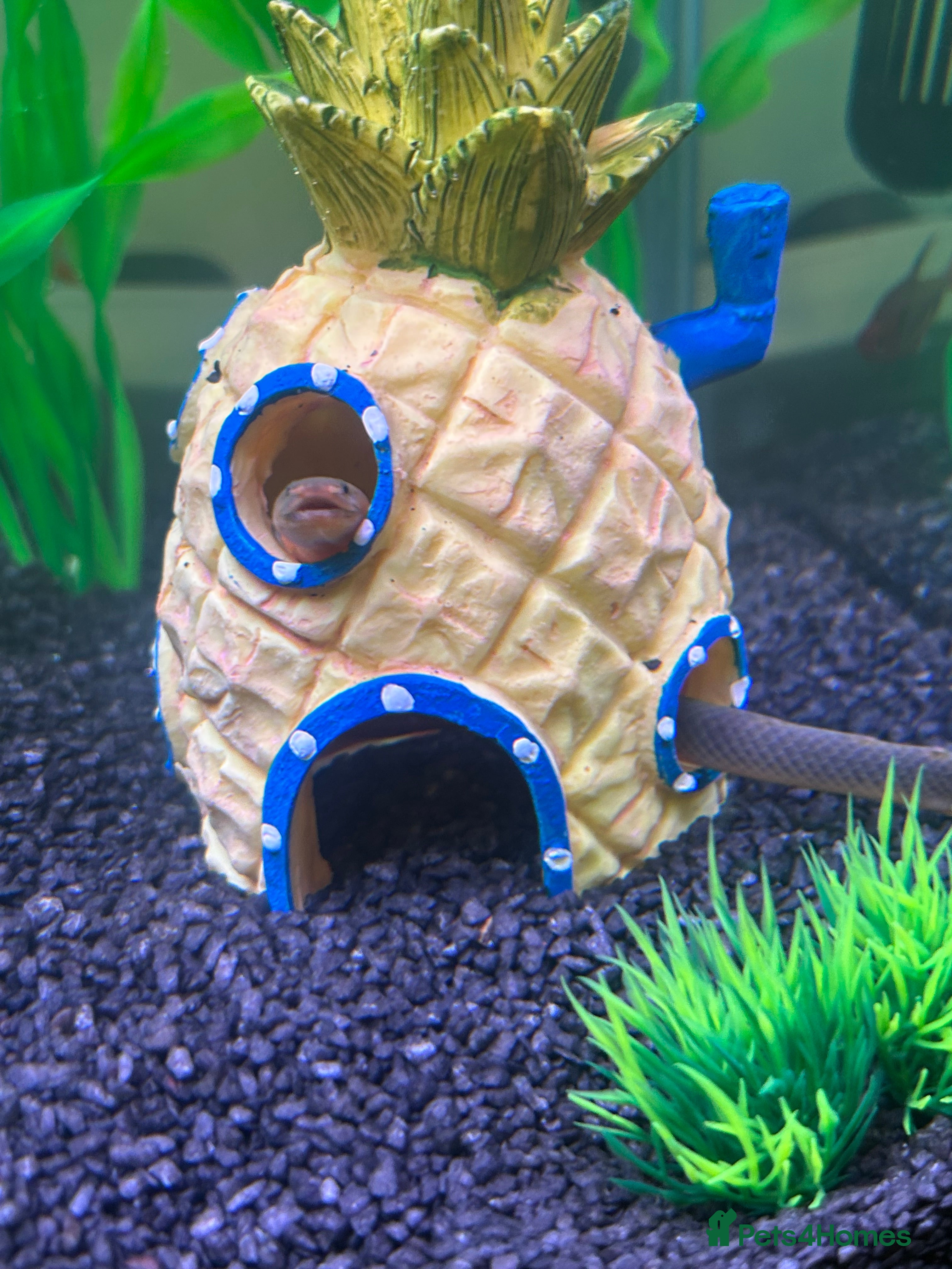 Other/Mixed Breed fish Rope Fish / African Reedfish – Pair - Advert 8