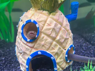 Other/Mixed Breed fish Rope Fish / African Reedfish – Pair - Advert 10