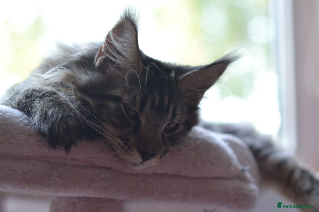 Maine Coon cats for sale: Tica Registered Maine Coon Boy  - Image 7