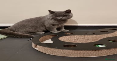 British Shorthair cats 3 BSH Ready To Go Now GCCF Health Check Pedigree - Advert 3