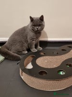 British Shorthair cats 3 BSH Ready To Go Now GCCF Health Check Pedigree - Advert 11