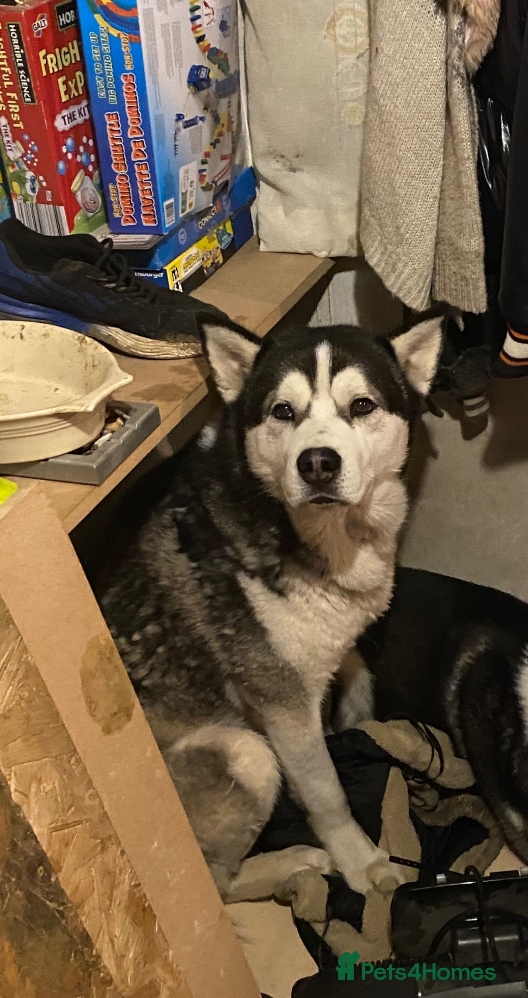 Siberian Husky dogs Boss man for stud Amazing husky best yet - Advert 3