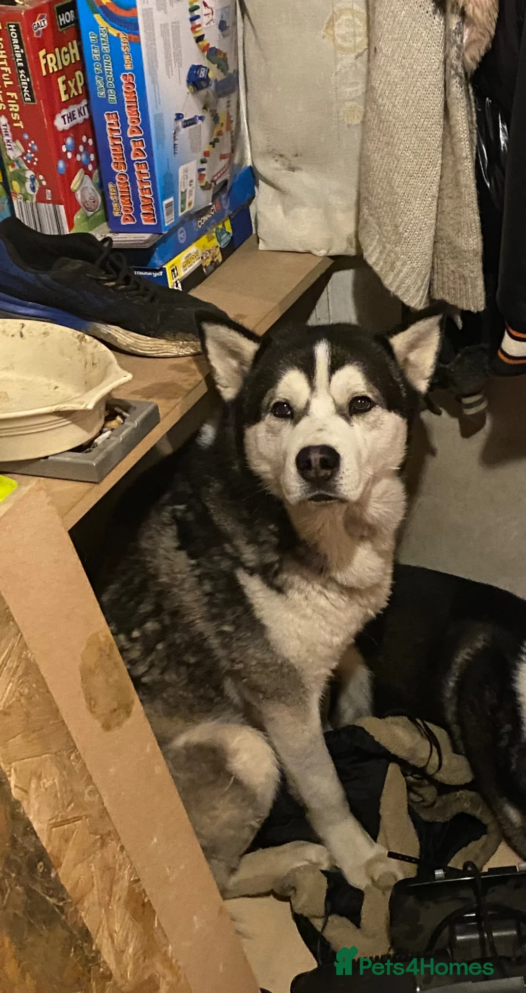 Siberian Husky dogs for stud: Boss man for stud Amazing husky best yet - Advert 1