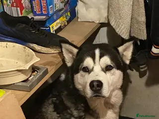 Siberian Husky dogs Boss man for stud Amazing husky best yet - Advert 3