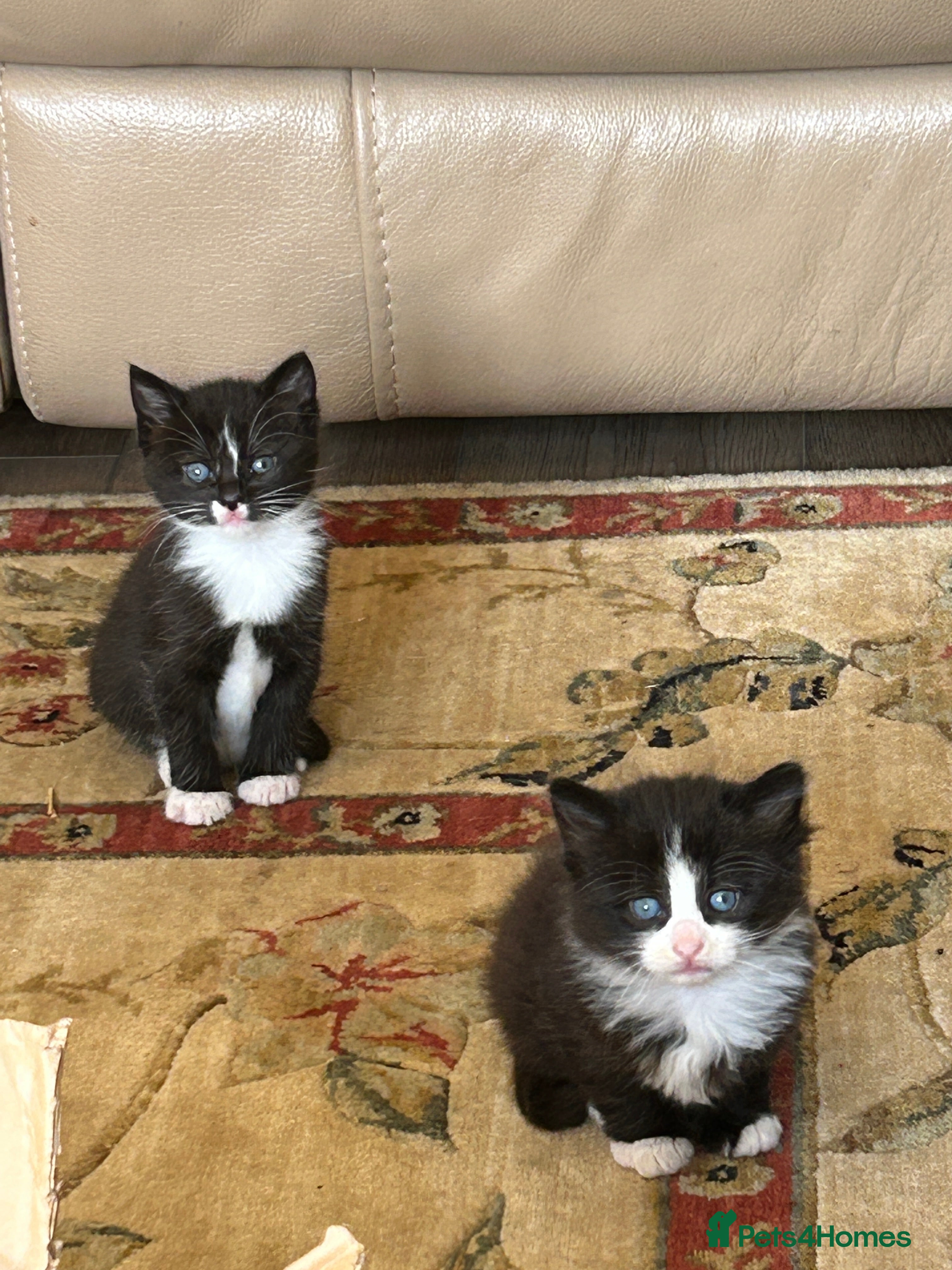Mixed Breed cats Part Bengal & mixed, 2 black & white, 1 tabby male - Advert 2