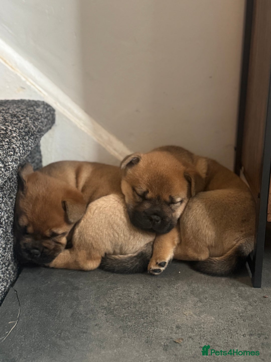 Mixed Breed dogs for sale: Two Gorgeous Boys ready to go! - Image 1