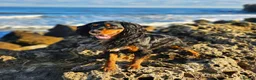 Cocker Spaniel dogs for stud: Spike- Working Cocker Spaniel KC registered in Sunderland - Advert 3