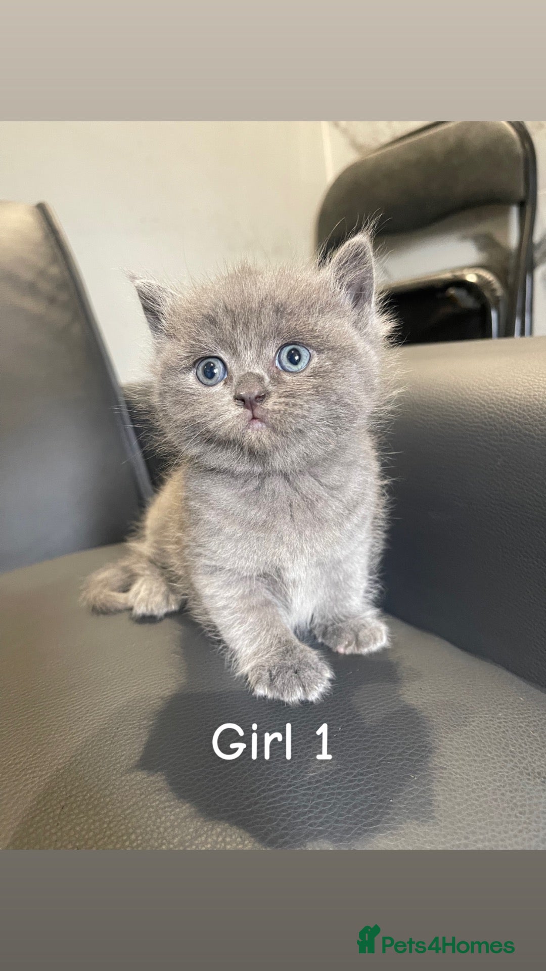 British Shorthair cats Stunning chunky British shorthair kittens  - Advert 2