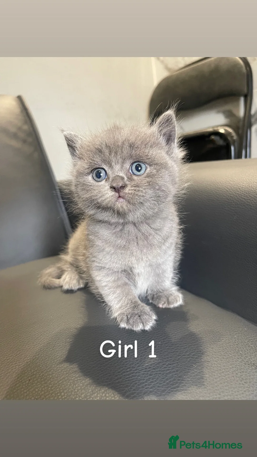 British Shorthair cats for sale: Stunning chunky British shorthair kittens  - Advert 2