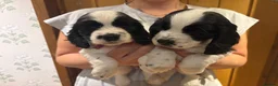 Cocker Spaniel dogs for sale: 7 Beautiful Show Cocker Spaniels - Advert 4