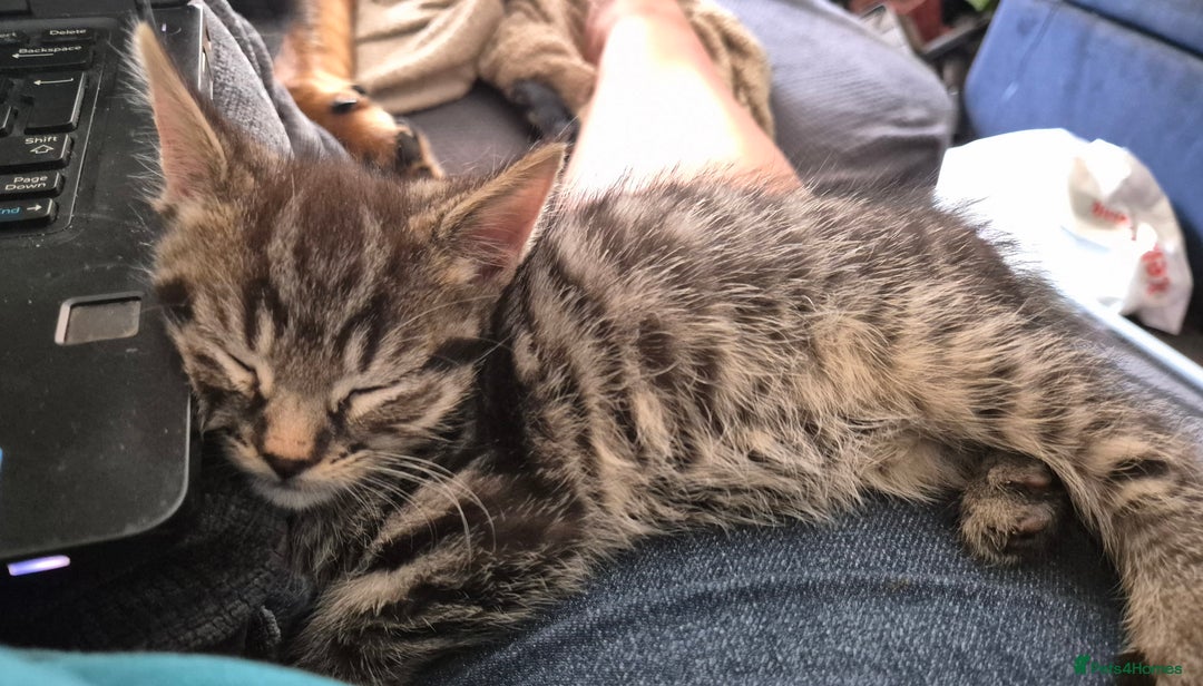 Domestic Shorthair cats for sale: Kittens for sale - Image 14